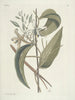 Pesci, serpenti, insetti e alcuni altri animali, così come alcune foto di piante Pl104 - Mark Catesby — vista dell’opera