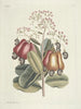 Pesci, serpenti, insetti e alcuni altri animali, così come alcune foto di piante Pl105 - Mark Catesby — vista dell’opera