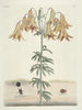 Pesci, serpenti, insetti e alcuni altri animali, così come alcune foto di piante Pl106 - Mark Catesby — vista dell’opera