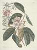 Pesci, serpenti, insetti e alcuni altri animali, così come alcune foto di piante Pl108 - Mark Catesby — vista dell’opera