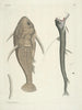 Pesci, serpenti, insetti e alcuni altri animali, così come alcune foto di piante Pl109 - Mark Catesby — vista dell’opera