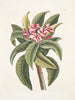 Plumeria - Mark Catesby — vista dell’opera