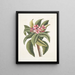 Plumeria - Mark Catesby — quadro incorniciato alla parete