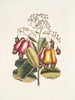 Pomifera c Le Cushew Tree - Mark Catesby — vista dell’opera