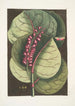 Prunus maritima racemosa Le Raisinier des Mangroves Phalna Caroliniana c - Mark Catesby — quadro incorniciato alla parete