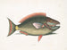 Psittacus e il pesce pappagallo - Mark Catesby — vista dell’opera