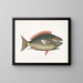 Psittacus e il pesce pappagallo - Mark Catesby — quadro incorniciato alla parete