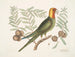 Il pappagallo di Caroline - Mark Catesby — vista dell’opera