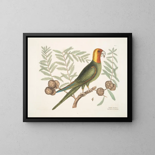 Mark Catesby - Psitticus Caroliniensis The Parrot of Carolina.webp