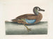 Cigno sibilante con faccia bianca - Mark Catesby — vista dell’opera