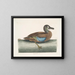 Cigno sibilante con faccia bianca - Mark Catesby — quadro incorniciato alla parete