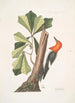 Quercus folio non serrato in summitate quasi triangulo Chêne d'Eau Picus capite toto rubro Le Pic à Tête Rouge - Mark Catesby — vista dell’opera