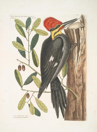 Mark Catesby - Quercus sempervirens foliis oblongis non sinuatis Live Oak Picus maximus cristatubra The large red crested Woodpecker.webp