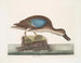 Il papero che fischia con ali blu - Mark Catesby — vista dell’opera