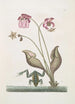 Rana Aquatica La Grenouille d'Eau Sarracena - Mark Catesby — vista dell’opera