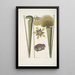 Rana Terrestris La Grenouille Terrestre Sarracena - Mark Catesby — quadro incorniciato alla parete
