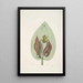Rana viridis arborea La Rainette Verte Arum Americanum L'Herbe à Mouffette - Mark Catesby — quadro incorniciato alla parete