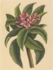 Frangipanni rosso Plumeria rubra - Mark Catesby — vista dell’opera