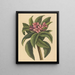 Frangipanni rosso Plumeria rubra - Mark Catesby — quadro incorniciato alla parete