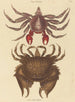 Crabe Rocheux Motté Rouge Cancer grapsus - Mark Catesby — vista dell’opera