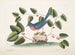 L'uccello blu - Mark Catesby — vista dell’opera