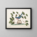 L'uccello blu - Mark Catesby — quadro incorniciato alla parete