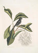 Rubicilla minor nigra Le Petit Bouvreuil Noir Amelanchier c L'Arbre à Franges - Mark Catesby — vista dell’opera