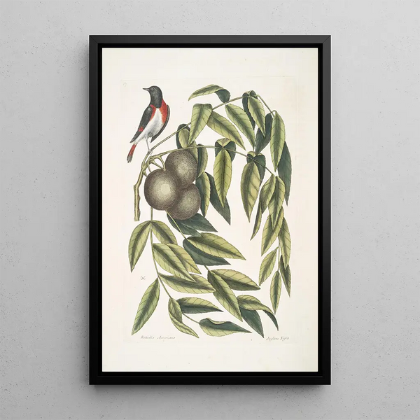 Mark Catesby - Ruticilla Americana The RedStart Juglans Nigra The Black Walnut.webp