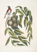 Ruticilla Americana Le Paruline à Gorge Rouge Juglans Nigra Le Noyer Noir - Mark Catesby — vista dell’opera