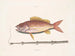 Il pesce-tabacco - Mark Catesby — vista dell’opera
