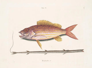 Il pesce-tabacco - Mark Catesby — vista dell’opera