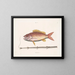 Il pesce-tabacco - Mark Catesby — quadro incorniciato alla parete
