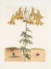 Scarabée americano delle pillole The Tumble Turds Lily c - Mark Catesby — vista dell’opera