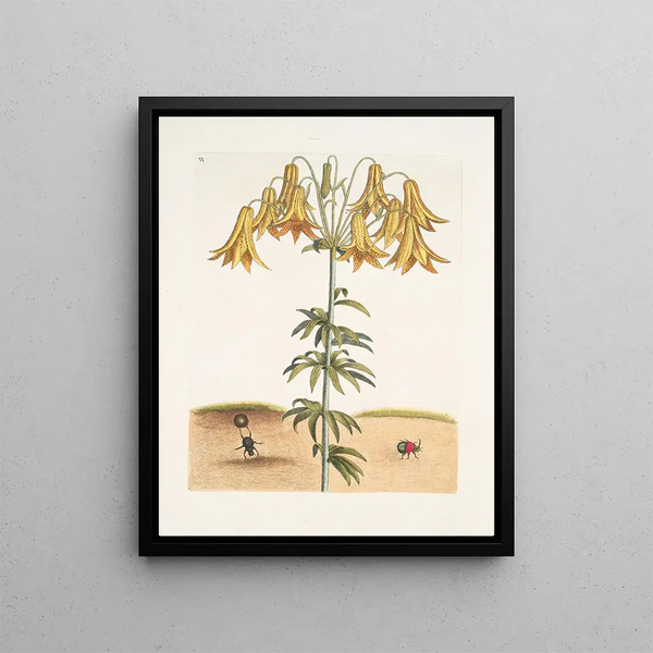 Mark Catesby - Scarabus pilularis Americanus The TumbleTurds Lilium c.webp