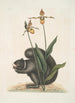 Sciurus Niger L'Écureuil Noir Calceolus Le Sabot de Vénus - Mark Catesby — vista dell’opera
