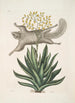 Sciurus L'Écureuil Volante Viscum - Mark Catesby — vista dell’opera