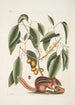 Sciurus L'Écureuil Terrestre Cornus L'Arbre à Mastic - Mark Catesby — vista dell’opera