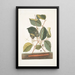 Scolopendra Hamamelis - Mark Catesby — quadro incorniciato alla parete
