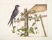 Smilax c. Hirundo purpurea, il Martin porpora - Mark Catesby — vista dell’opera