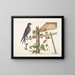 Smilax c. Hirundo purpurea, il Martin porpora - Mark Catesby — quadro incorniciato alla parete