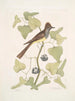 Smilax c Muscicapa cristata Le Moucherolle huppé - Mark Catesby — vista dell’opera