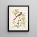 Smilax c Muscicapa cristata Le Moucherolle huppé - Mark Catesby — quadro incorniciato alla parete