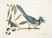 Smilax lisse, lauro a foglie non dentate, bacche nere, la Smilax a foglie di lauro, Pica cristata carulea, il Ghiandaia blu a cresta - Mark Catesby — vista dell’opera
