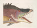Il grande pesce-porcospino - Mark Catesby — vista dell’opera