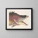 Il grande pesce-porcospino - Mark Catesby — quadro incorniciato alla parete