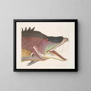 Mark Catesby - Suillus The great HogFish.webp