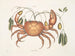 Tapie e cancro terrestre, il granchio di terra - Mark Catesby — vista dell’opera