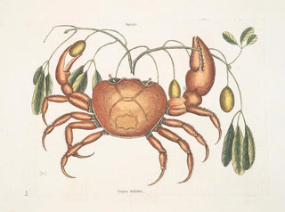 Tapie e cancro terrestre, il granchio di terra - Mark Catesby — vista dell’opera