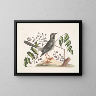 Mark Catesby - Teribinthus major Betule cortice fructu triangulari The Gumelimy Tree Turdus viscivorus plumbeus The Redlegged Thruth.webp