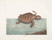 La tartaruga caouanne - Mark Catesby — vista dell’opera